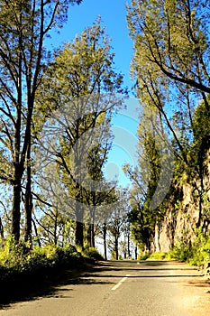 Rows of pine trees on Mount Bromo, Perch Mountains, East Java, Indonesia