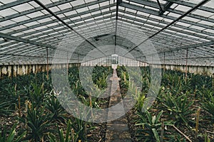 Rows of pineapple plant growing in plantation, Azores, Portugal. Pineapples A Arruda. pineapple harvest greenhouse
