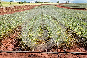 Rows of pineapple plantation plants on the north shore of Oahu, Hawaii