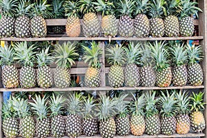 Rows of pineapples on a market in Juayua, El Salvad photo