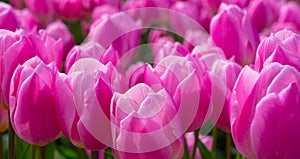 Rows of Pink Tulips in Field Closeup Horizontal photo