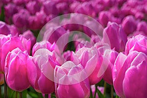 Rows of Pink Tulips in Field Closeup Horizontal photo