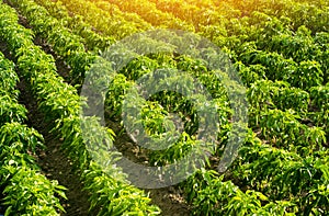 Rows of a plantation with bushes of Bulgarian sweet pepper. Farming and agriculture. Cultivation, care and harvesting. Grow