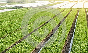 Rows plantation of potato bushes after agrofibre removal. Agroindustry and agribusiness. Agriculture, growing food vegetables.