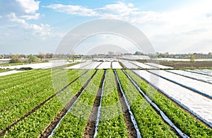 Rows plantation of potato bushes after agrofibre removal. Agroindustry and agribusiness. Cultivation care, harvesting in late