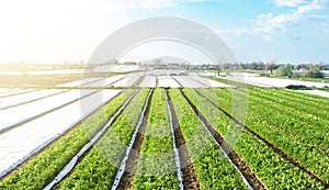 Rows plantation of potato bushes after agrofibre removal. Agroindustry and agribusiness. Growing a crop on the farm. Agriculture,