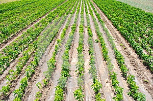 Rows / plantation of young pepper on a farm on a sunny day. Growing organic vegetables. Eco-friendly products. Agriculture land