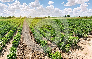 Rows / plantation of young pepper on a farm on a sunny day. Growing organic vegetables. Eco-friendly products. Agriculture land