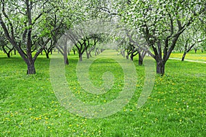 Rows of planted apple trees in blossoming fruit orchard