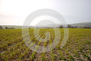 In rows planted grain plants on an acre in South England