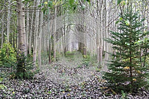 Rows of planted trees on a long strech