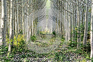 Rows of planted trees on a long strech