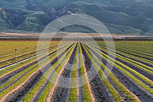 Rows of plantings in farm field in Southern California