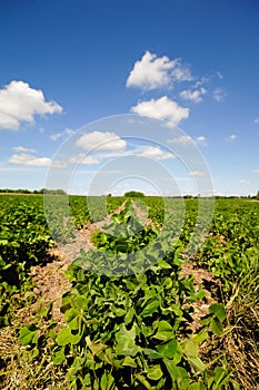 Rows of plants