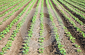 Rows of plants in a cultivated farmers