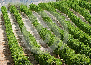 Rows of plants of grapevine