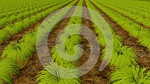 Rows of plants and wooden board Organic Farm