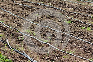 Rows of plastic and rubber hose garden drip irrigation system installed at local urban garden surrounded with dry soil