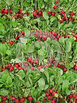 Rows of pluck fresh radish roots on heap as background