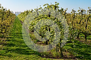 Rows with plum or pear trees with white blossom in springtime in farm orchards, Betuwe, Netherlands