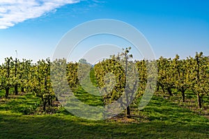 Rows with plum or pear trees with white blossom in springtime in farm orchards, Betuwe, Netherlands