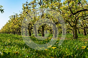 Rows with plum or pear trees with white blossom in springtime in farm orchards, Betuwe, Netherlands