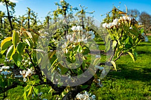 Rows with plum or pear trees with white blossom in springtime in farm orchards, Betuwe, Netherlands