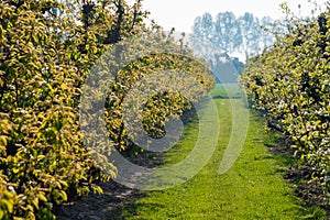 Rows with plum or pear trees with white blossom in springtime in farm orchards, Betuwe, Netherlands