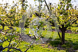 Rows with plum or pear trees with white blossom in springtime in farm orchards, Betuwe, Netherlands