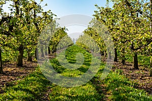 Rows with plum or pear trees with white blossom in springtime in farm orchards, Betuwe, Netherlands