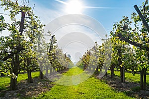 Rows with plum or pear trees with white blossom in springtime in farm orchards, Betuwe, Netherlands photo