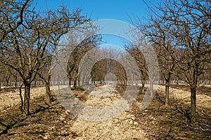 Rows of plum trees in an orchard