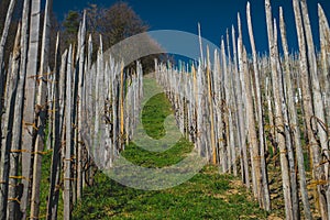 Rows with poles made for wine vines to climb up and form a vineyard, going up on a slope towards the blue sky