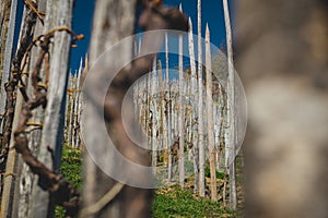 Rows with poles made for wine vines to climb up and form a vineyard, going up on a slope towards the blue sky