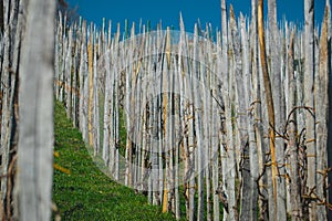 Rows with poles made for wine vines to climb up and form a vineyard, going up on a slope towards the blue sky