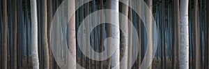 Rows of poplars in a tree farm
