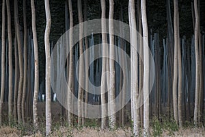 Rows of poplars in a tree farm photo