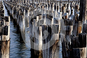 Rows of posts from an old pier