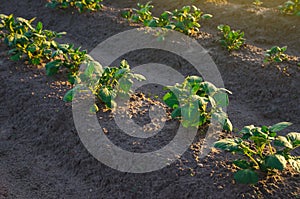 Rows of potato bushes on a farm plantation. Agribusiness organic farming. Vegetable rows. Growing food for sale. Olericulture photo