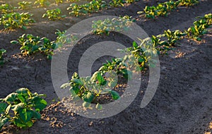 Rows of potato plants on a farm field. Agribusiness organic farming. Vegetable rows. Growing food for sale. Olericulture.