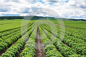 Potato field in a beautiful rolling rural landscape on a partly cloudy spring day