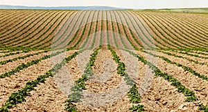 Rows of potato plants in a rolling farm field