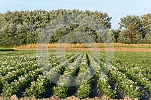 Rows of potato plants solanum tuberosum growing on farmland in the summer