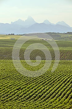 Rows of potatoes in an Idaho Farm field.