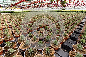 Rows of pots with lavender at plant nursery