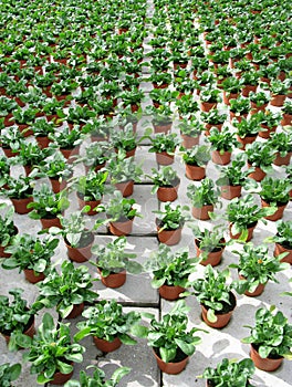 Rows with pots with young Celosia plants photo