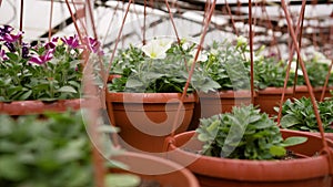 Rows of potted petunias in a greenhouse. Hanging flower baskets. Petunias in a greenhouse.