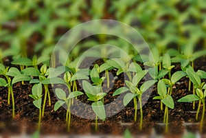 Rows of potted seedlings and young plants