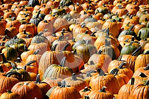 Rows of Pumpkins in Bright Sunlight Harvested in Fall Orange Autumn