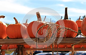 Rows of pumpkins on wood shelving